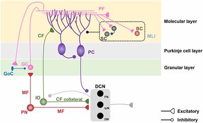 Cerebellar Circuits for Classical Fear Conditioning